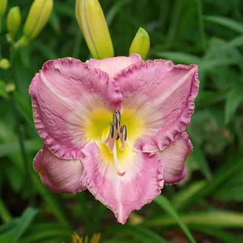Hemerocallis Great Caesar's Ghost